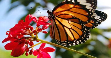 10 Cosas que no sabías de las Mariposa Monarca