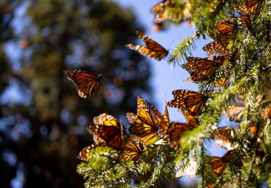 Mariposa Monarca en Peligro de Extinción