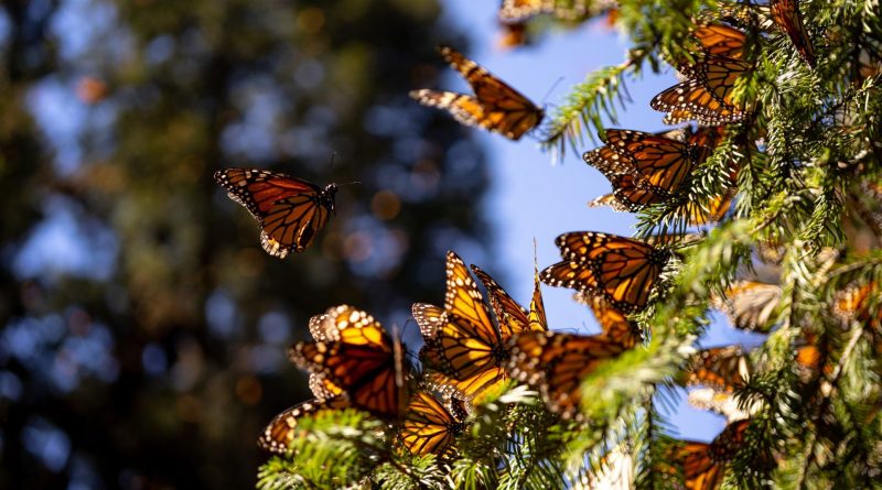 Mariposa Monarca en Peligro de Extinción