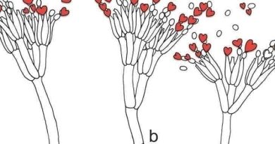 El compromiso: más allá de una promesa