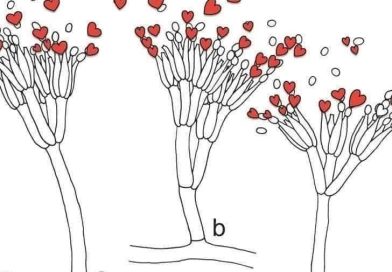 El compromiso: más allá de una promesa